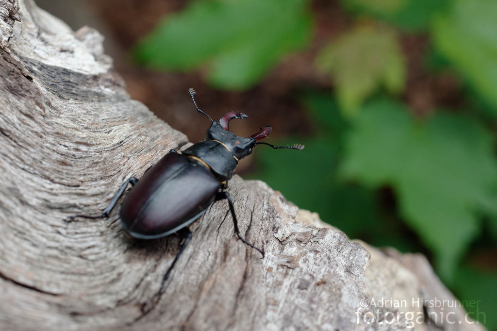 Hirschkäfer sind Bewohner von Totholz.