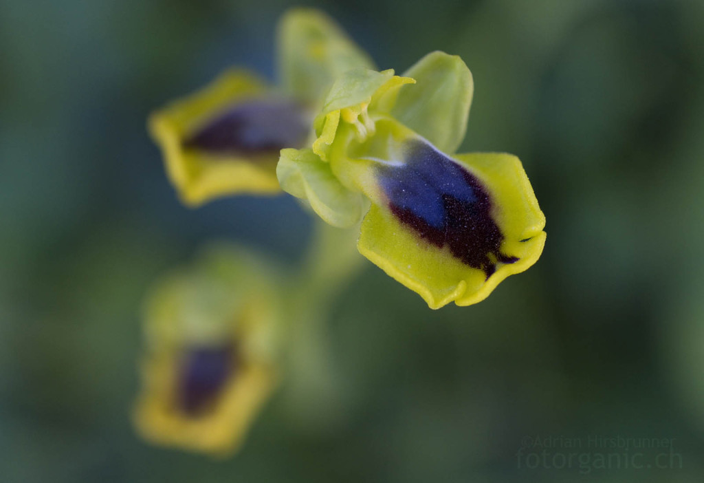Ophrys lutea / Gelbe Ragwurz