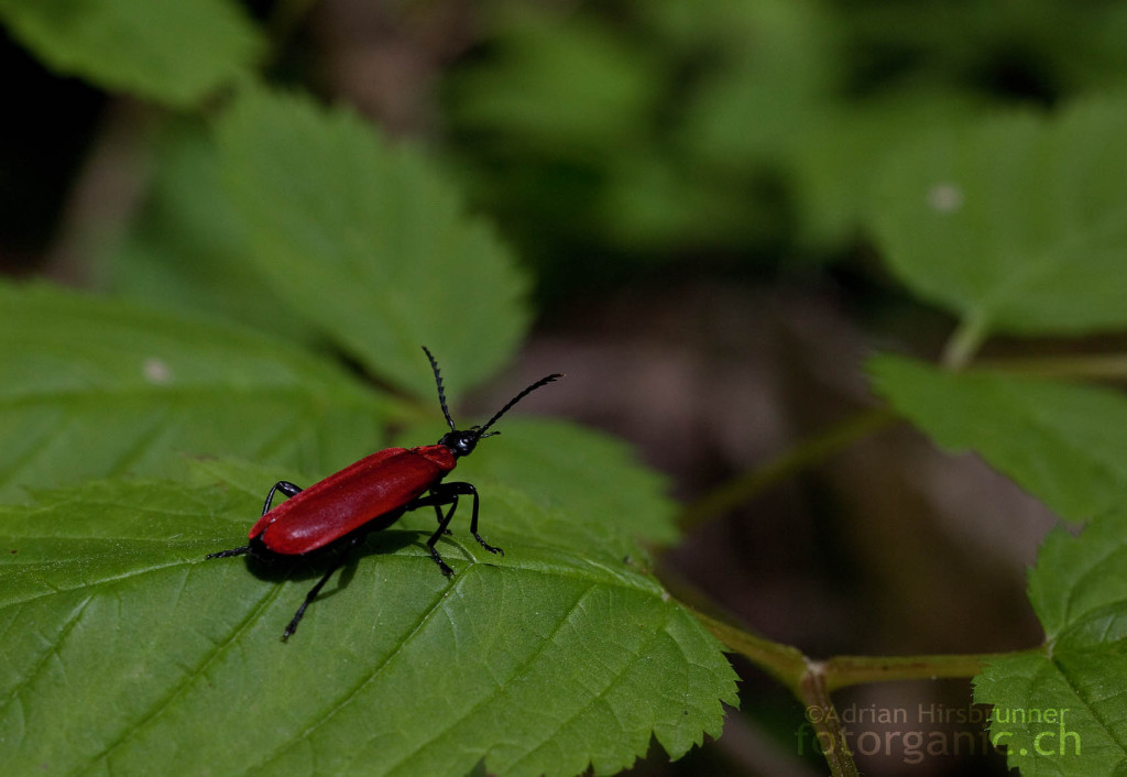 Roter Käfer: der Scharlachrote Feuerkäfer