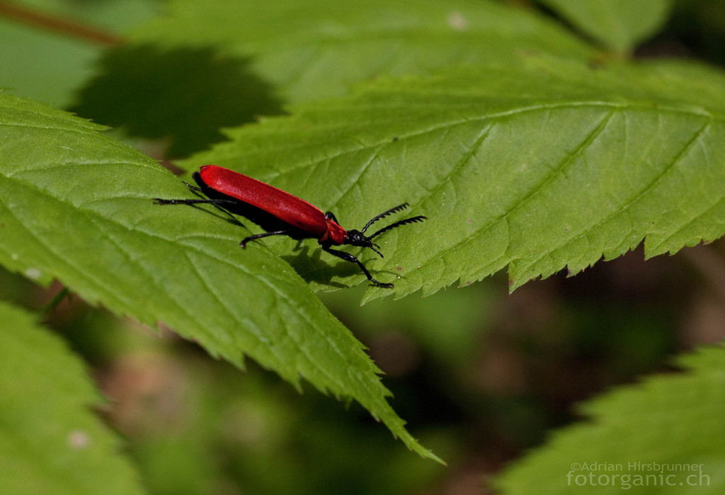 Mit seiner roten Farbe ist der Feuerkäfer unübersehbar