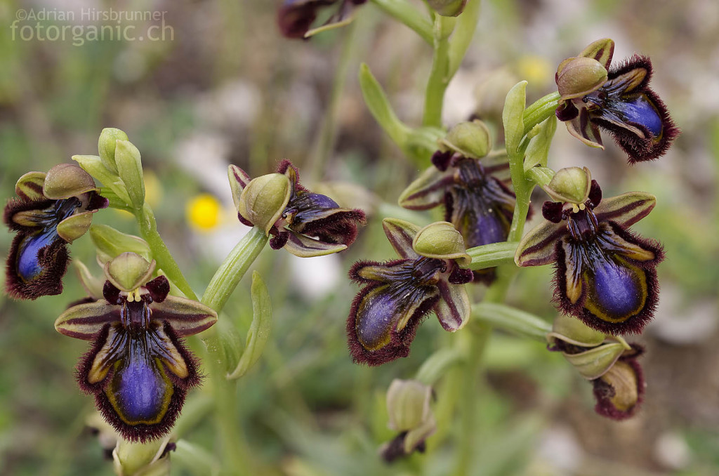 Ophrys speculum: eine der auffälligsten Orchideen Europas
