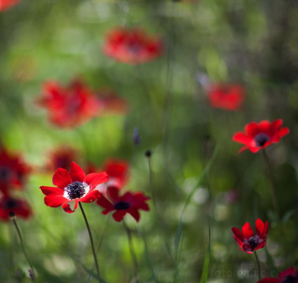 Bunt und voller Kontraste: Anemone coronaria im Licht und Schatten einer Blumenwiese.