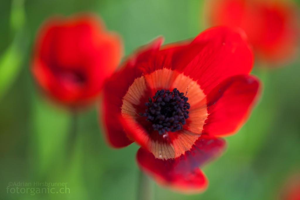 Das heisse Rot der Kronen-Anemone bildet beinahe einen Komplementärkontrast zu den teilweise kalten Grüntönen des Hintergrundes.