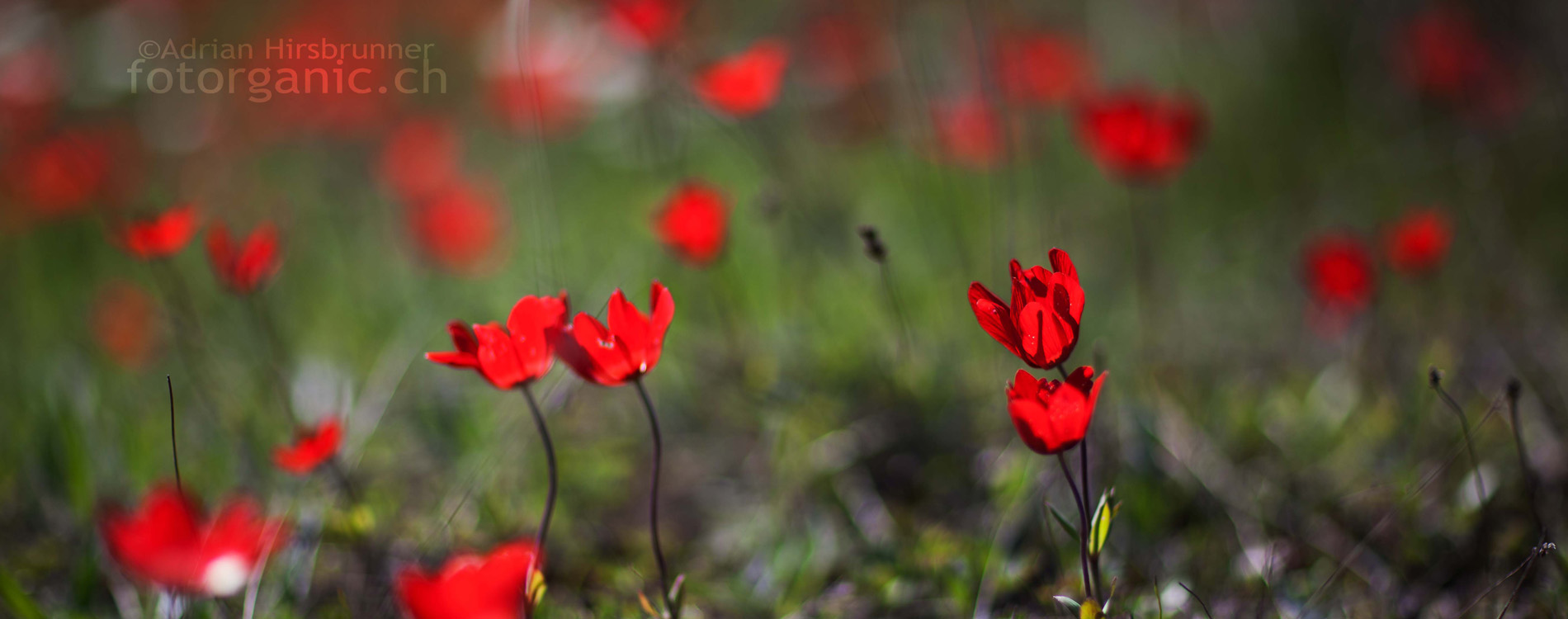 Feurig: Die rote Kronenanemone setzt den griechischen Frühling in Brand.