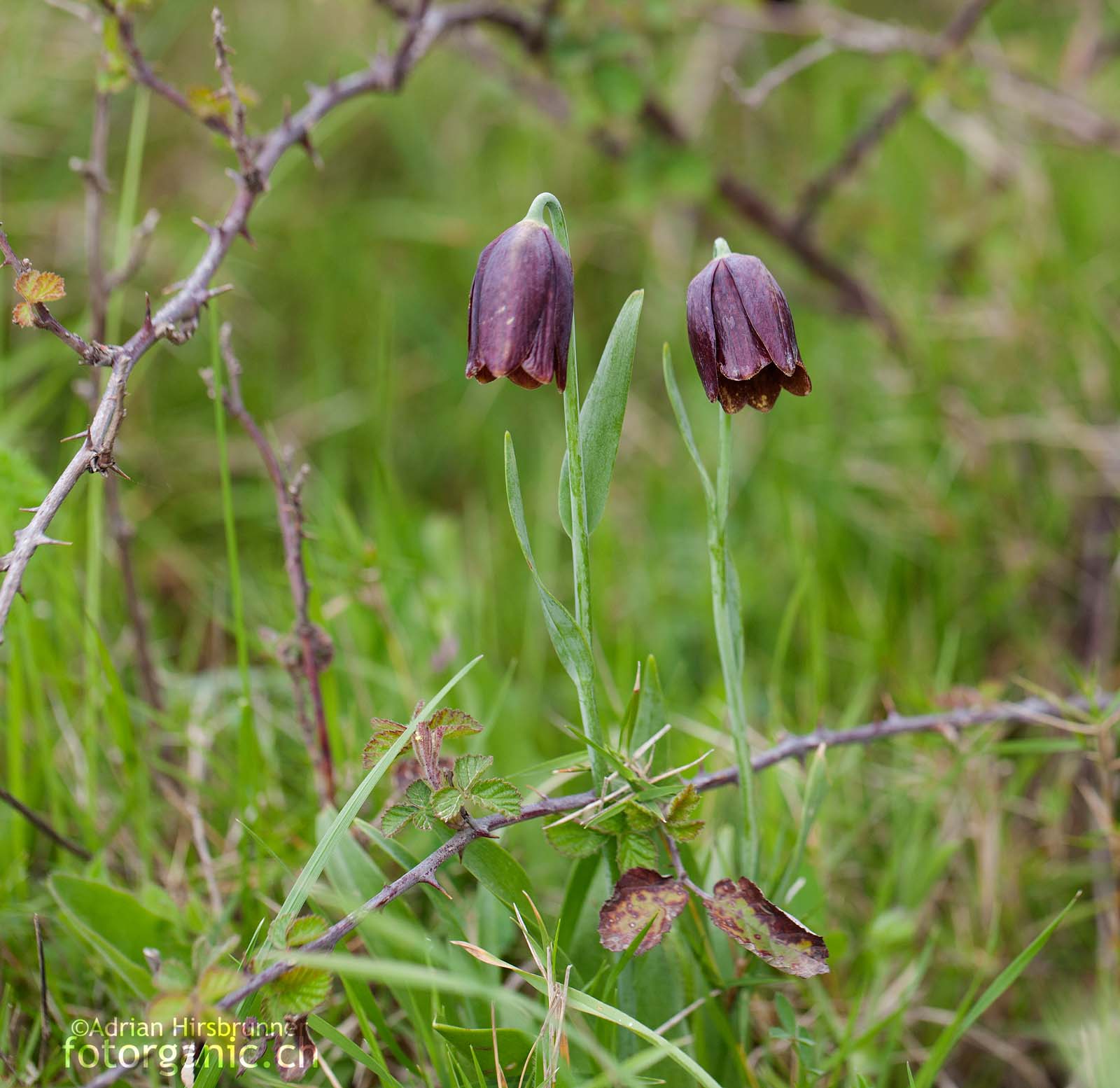 Davis-Schachblume am Naturstandort Auch Fritillaria davisii ist in ihrem Erscheinungsbild vielgestaltig.
