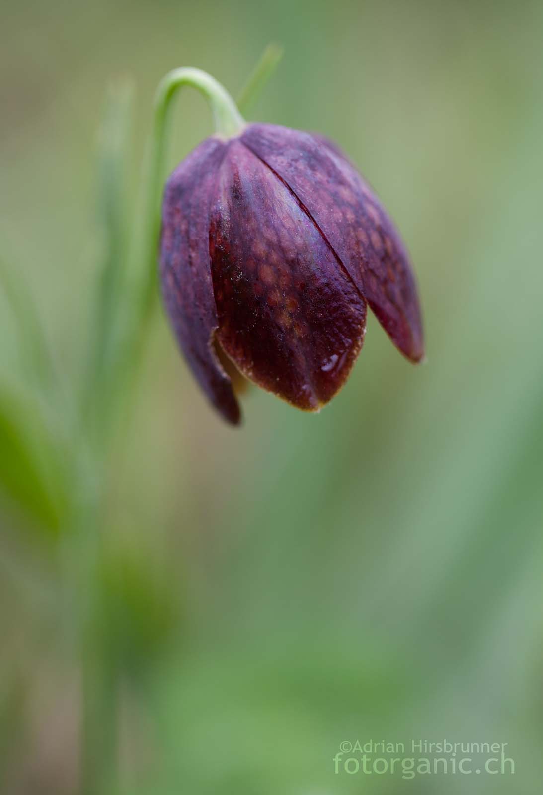 Davis-Schachblume