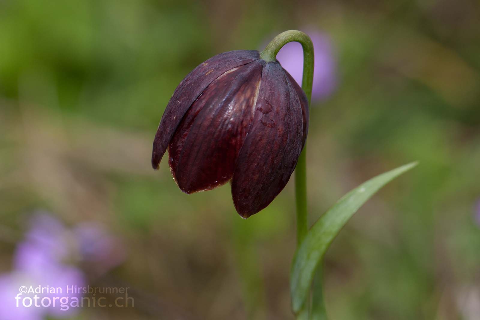 Einzelblüte der Fritillaria davisii