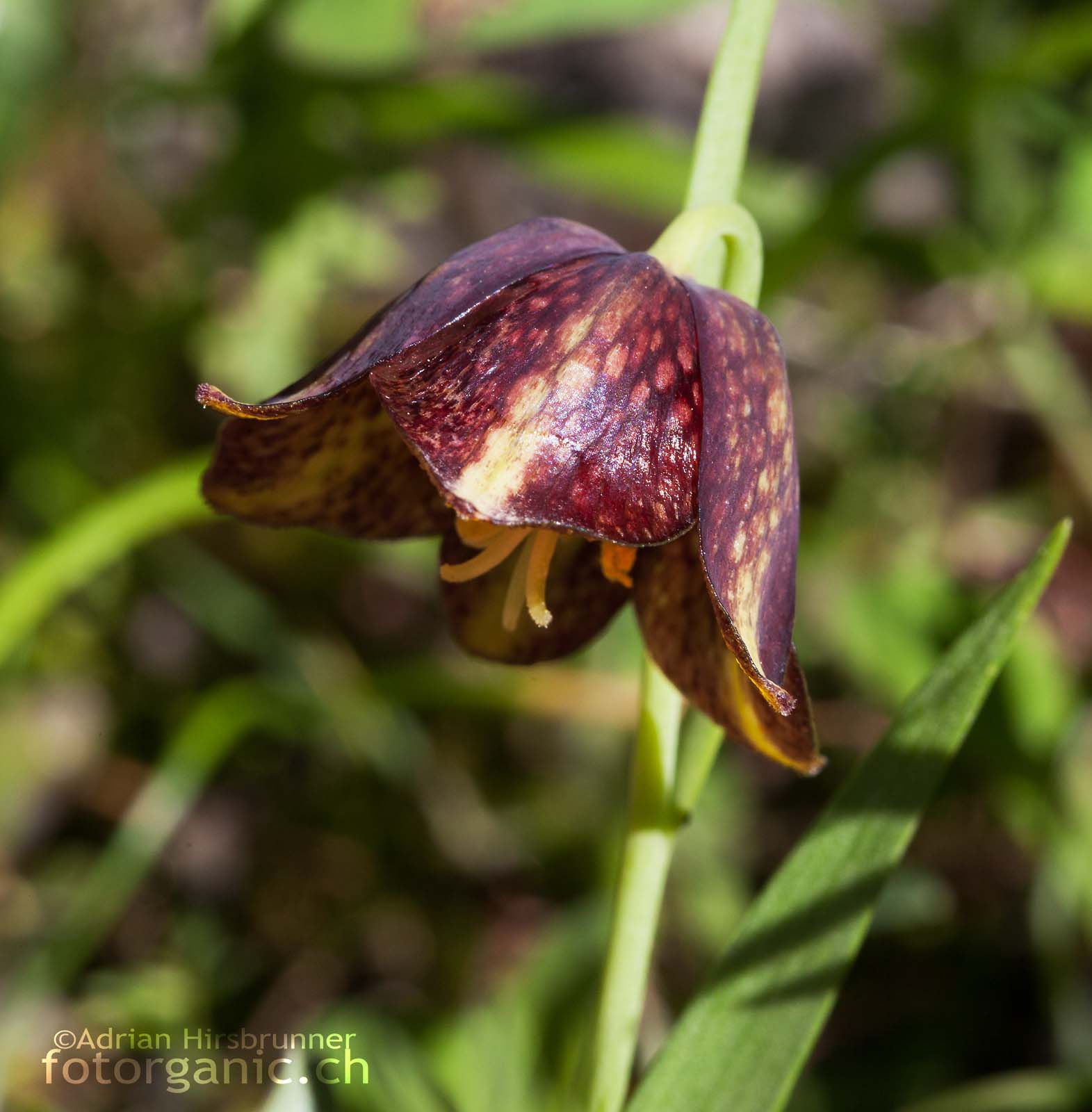 Unbestimmte Schachblumen-Art Schachblumen Art - Fritillaria species