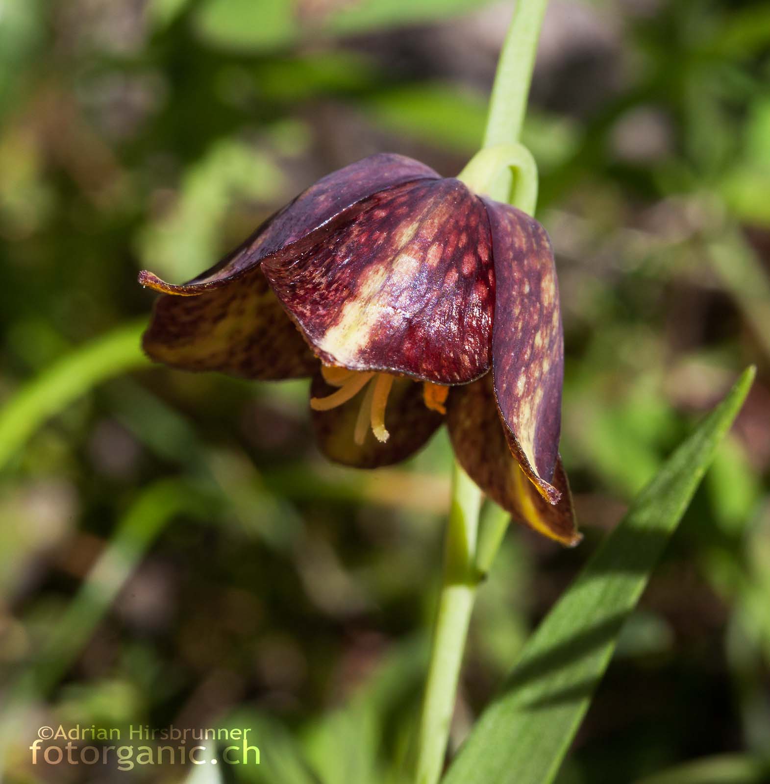 Schachblumen Art - Fritillaria species