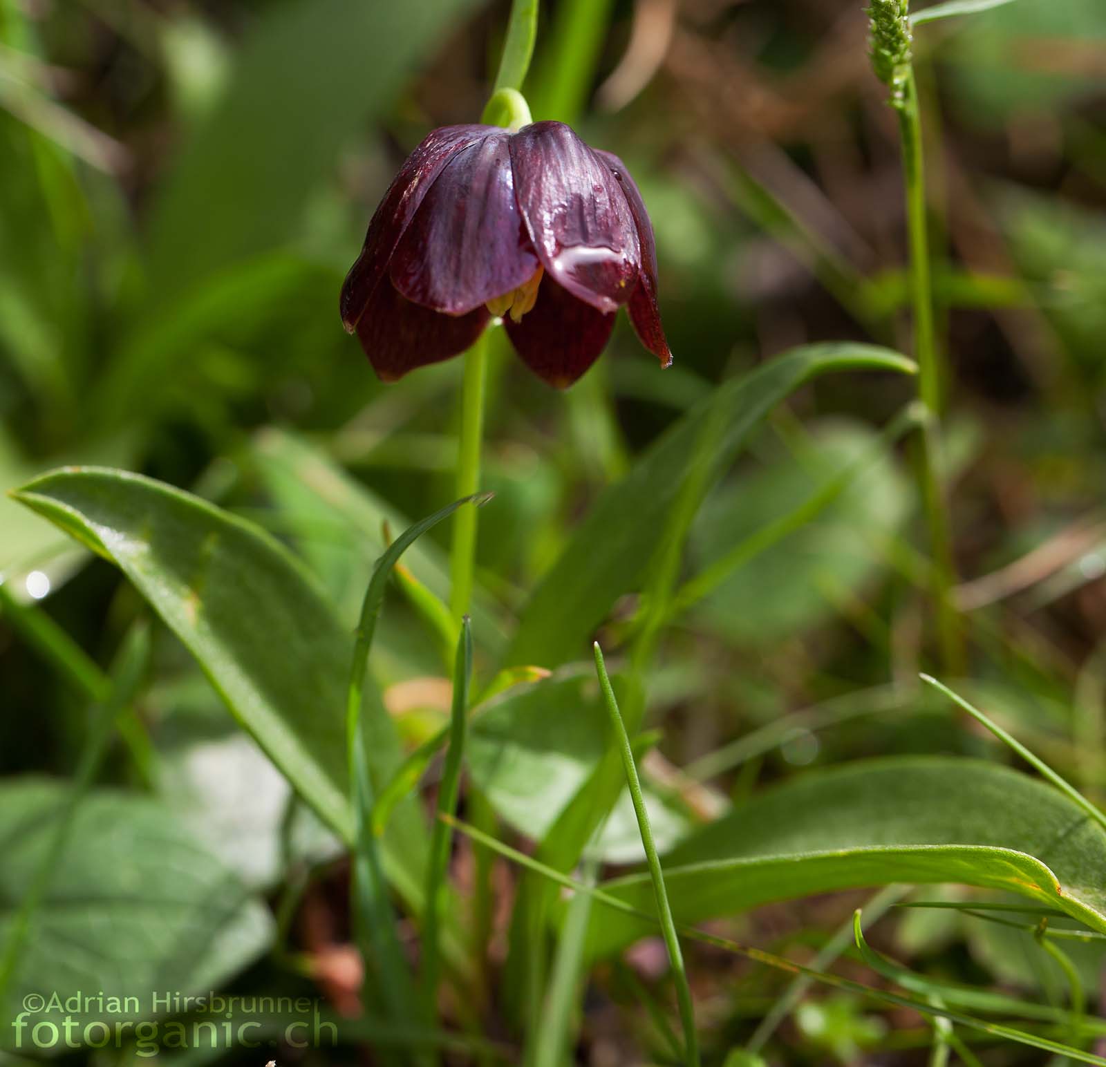 Frisch aufgeblühte Fritillaria davisii an ihrem Naturstandort auf der Halbinsel Mani.