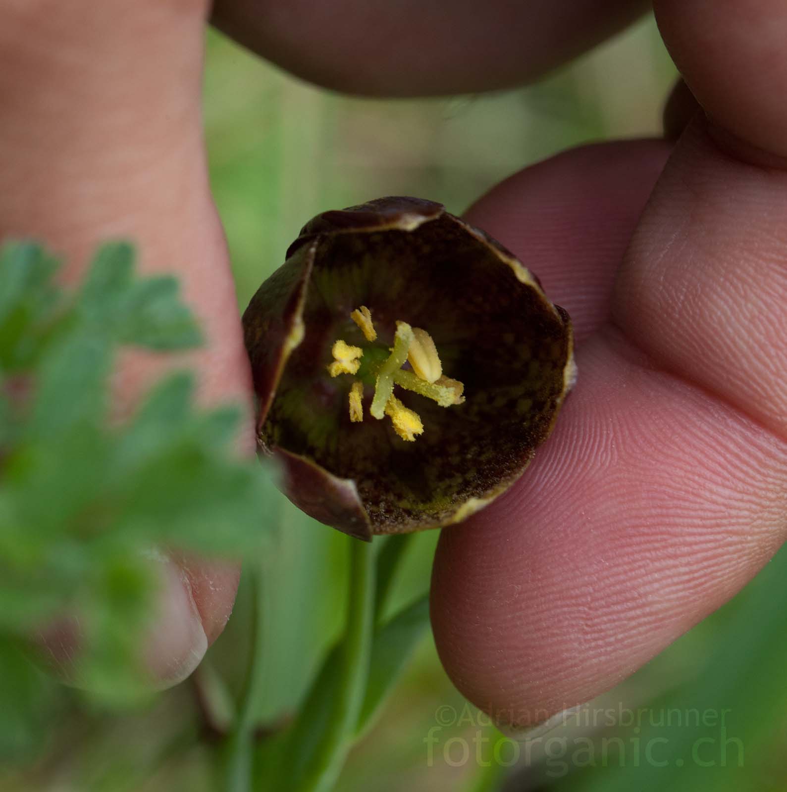 Blüte von Fritillaria davisii Das Schachbrettmuster ist im Blüteninneren der Fritillaria davisii besser sichtbar.