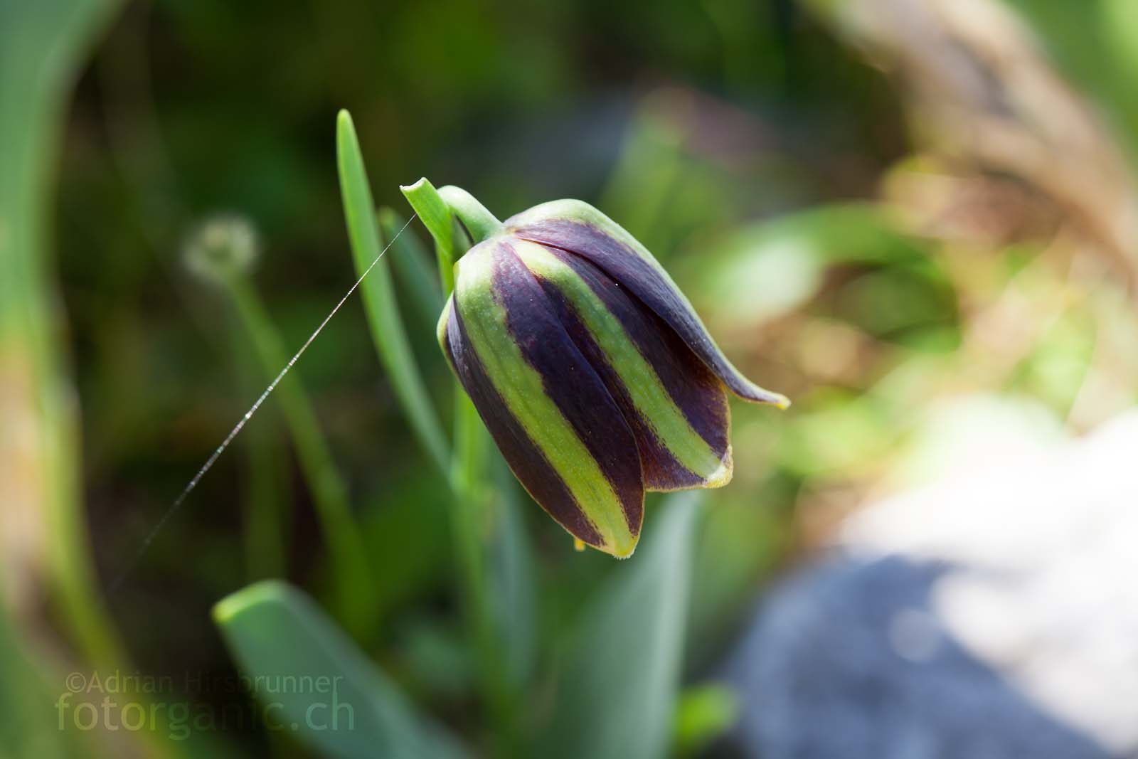 Griechische-Schachblume Fritilllaria graeca mit den typischen hellen Streifen in der Mitte der Perigonblätter.