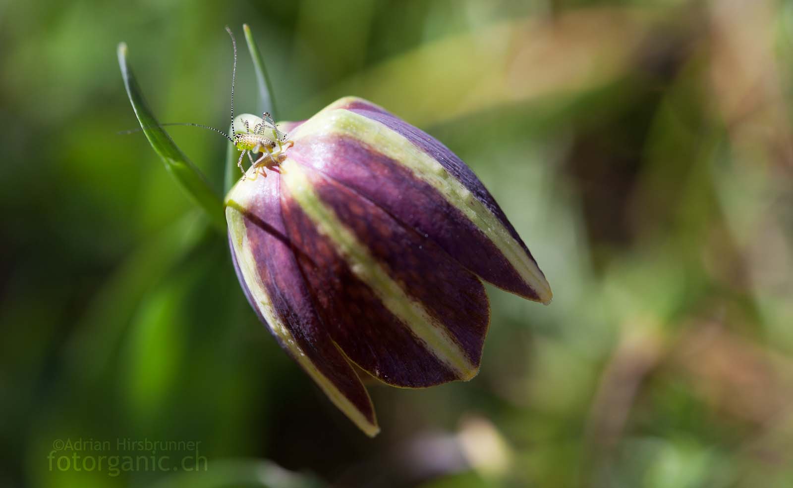 Beim fotografieren entdeckt: Eine winzige und beinahe transparente Heuschrecke die auf der Blüte von Fritillaria graeca ruht.