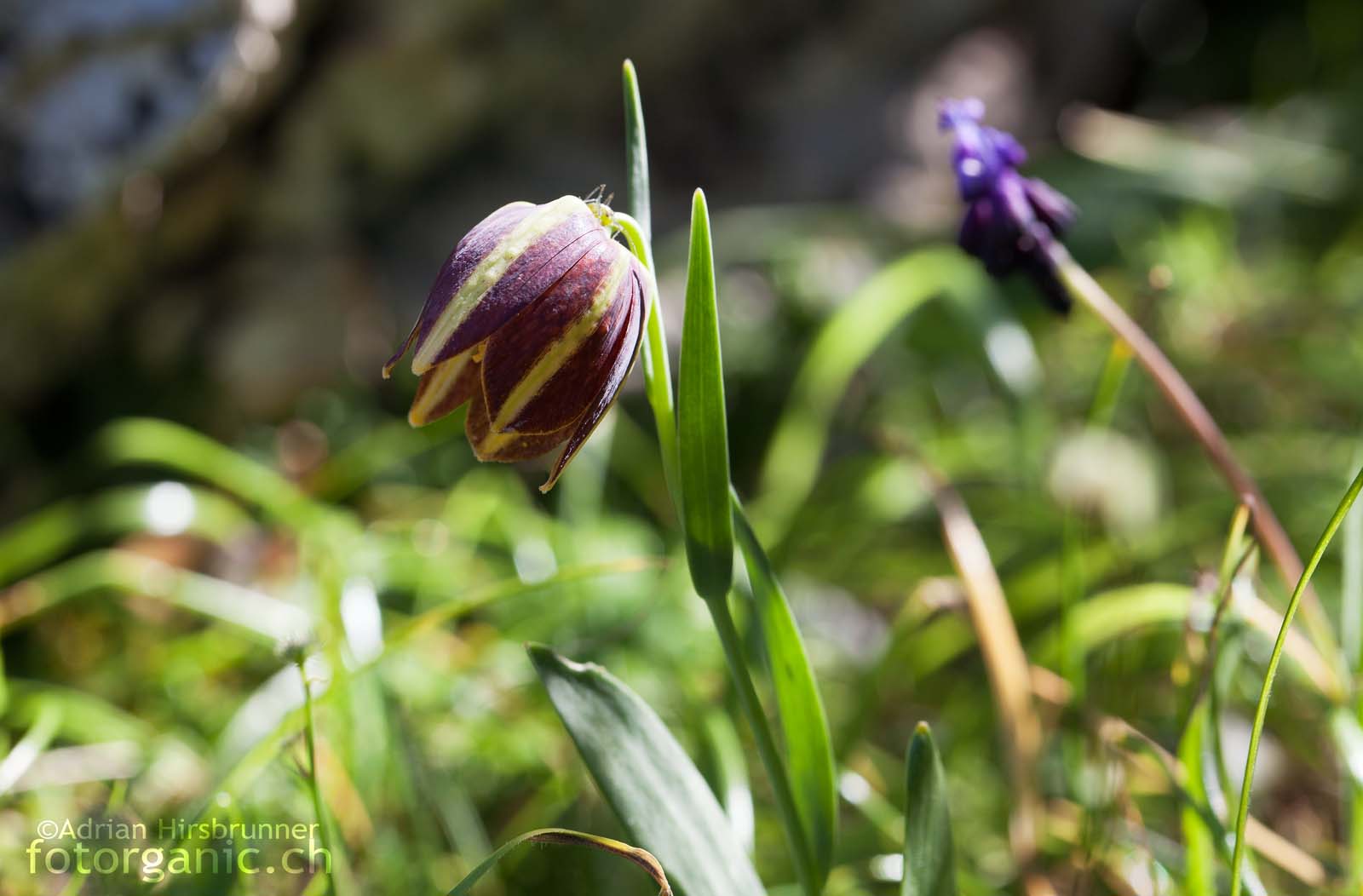 Fritillaria graeca subsp. graeca Nahe der Ortschaft Didima stiessen wir auf die ebenfalls sehr seltene und in Griechenland endemische Fritillaria graeca subsp. graeca.