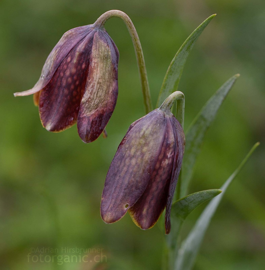 Unbestimmte Fritilliara-Art Am Standort der Davis Schachblume erregt eine weitere Fritillaria-Art unsere Aufmerksamkeit. Leider konnte ich sie nicht sicher bestimmen.
