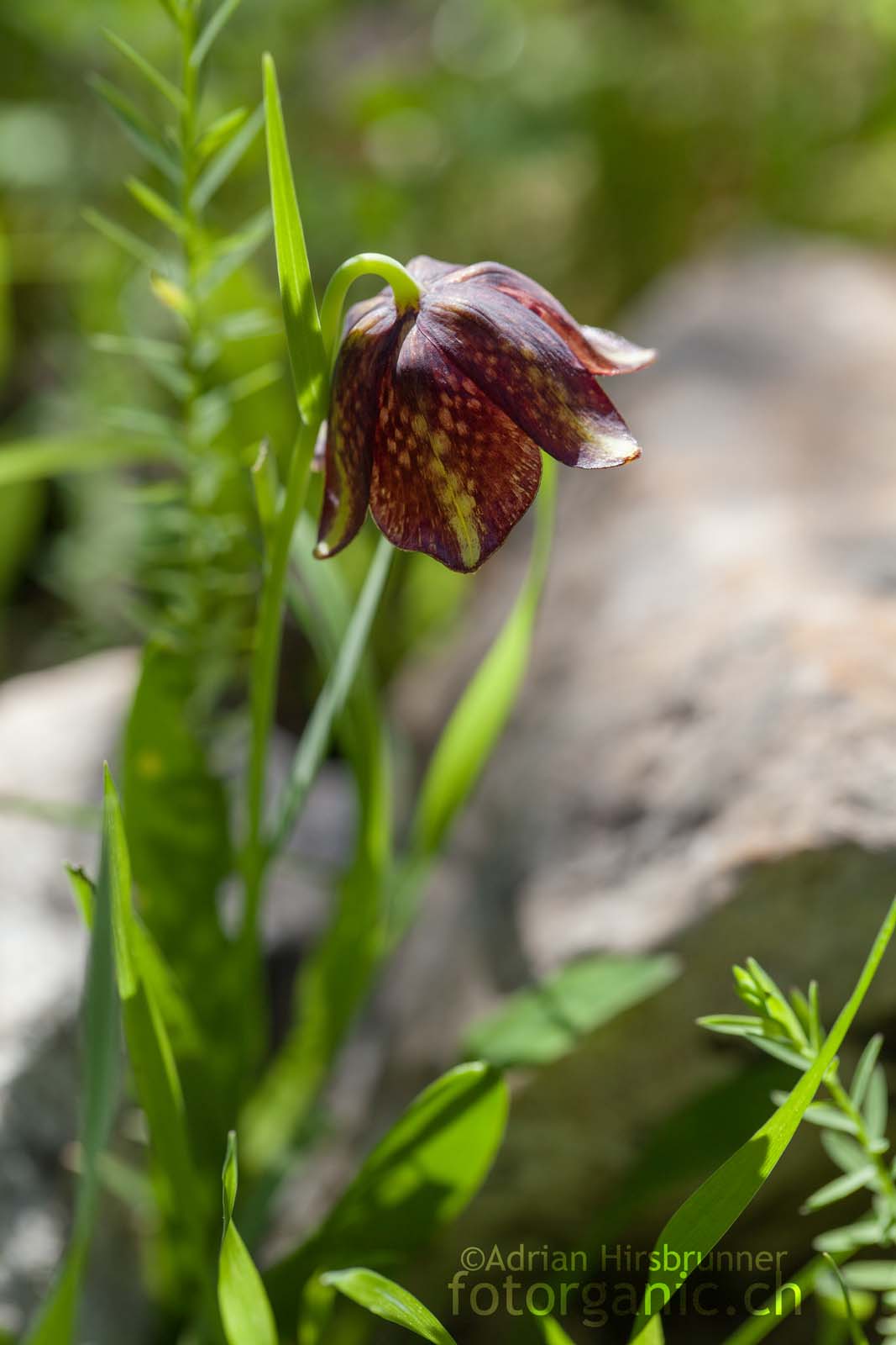 Die "Unbekannte" aus Didyma. Schwer zu sagen ob es sich hier auch um Fritillaria graeca handelt...