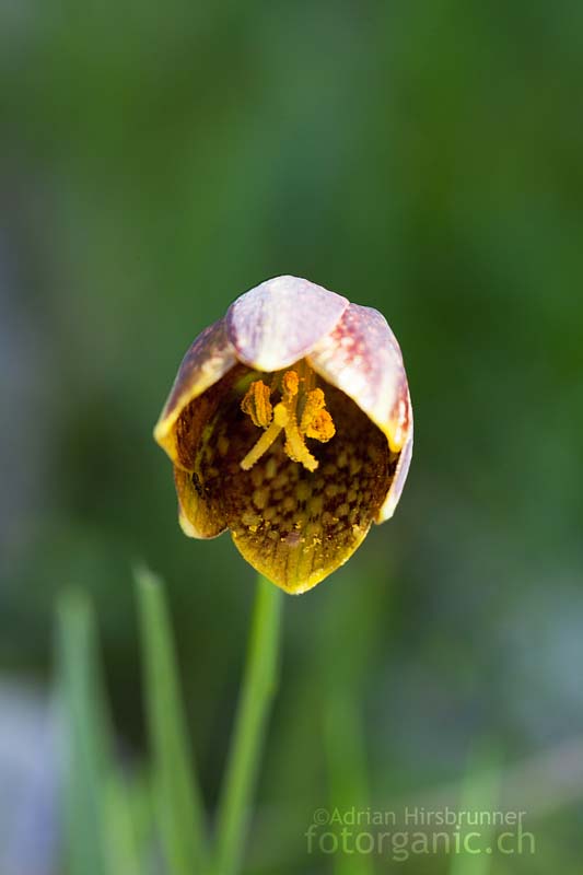 Fritillaria - Schachblume