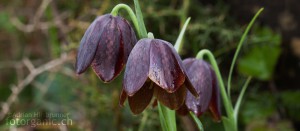 Schachblumen aus Griechenland - Fritillaria davisii