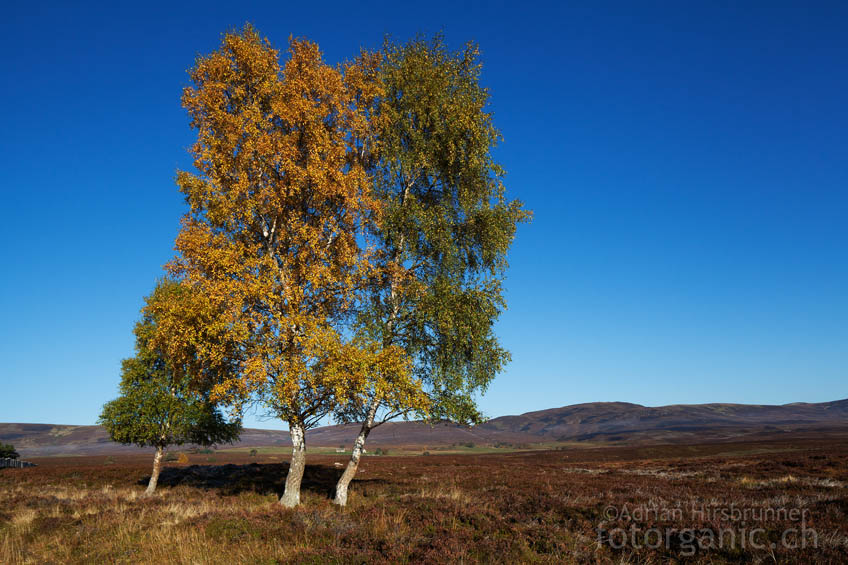 Ein Herbstbild aus den östlichen Highlands