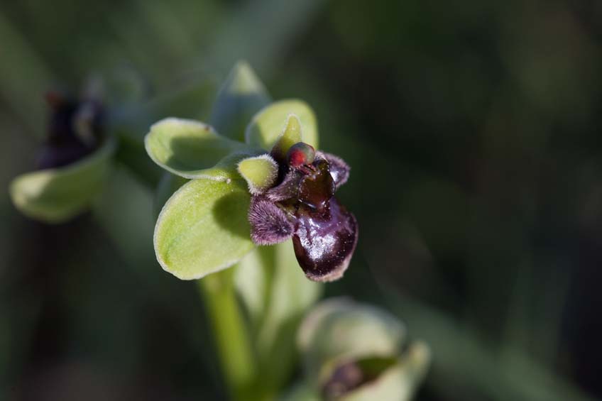 Die winzige Drohnen-Ragwurz ist eine Orchidee, die wir zuvor noch nie finden konnten. Dieses Mal haben wir sie an zwei verschiedenen Standorten im südlichen Peloponnes gefunden.