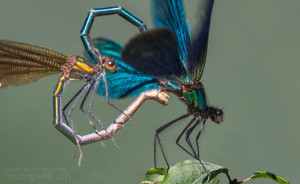 Hier findest Du Naturbilder wie die Paarung der Blauflügel-Prachtlibellen.