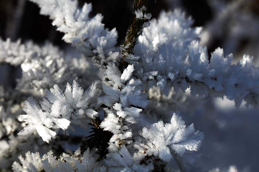 Raureifaufnahme mit Canon EOS 5ds r und dem Canon EF 100mm f/2.8L Macro IS USM aus der Hand