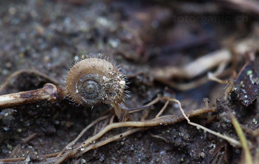 Schnecke mit Haaren, Krauchthal. Wahrscheinlich die Zottige Haarschnecke oder die Seidenhaarschnecke.