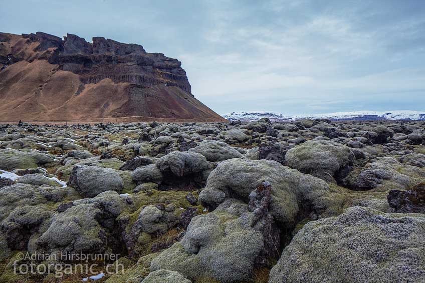 Mit Moos überwachsene Lavafelder In Island sind ganze Landstriche durch solche Lavafelder geprägt.