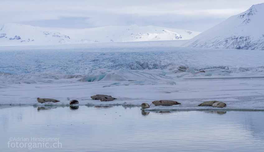 Die Gletscherlagune von Jökulsárlón ist Lebensraum zahlreicher Robben. Im Winter sind sie besonders leicht zu beobachten.