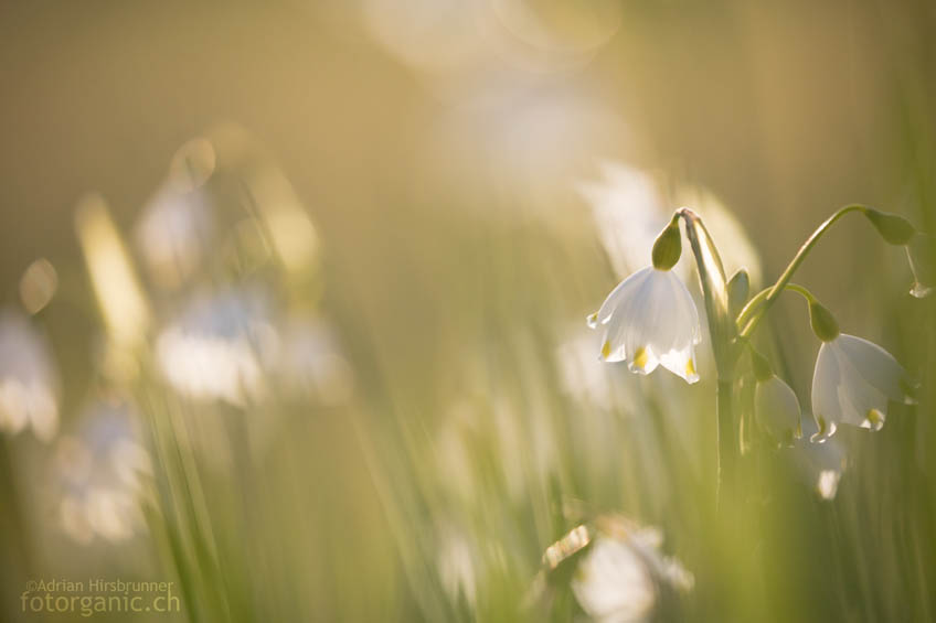 Blumen im Abendelicht fotografieren: Die Sommer-Knotenblume im Gegenlicht.