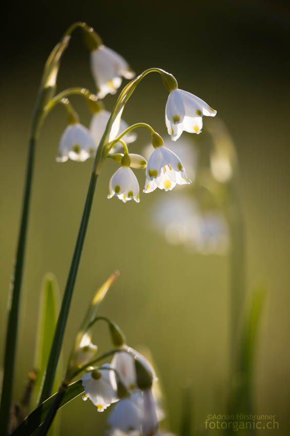Sommer-Knotenblume