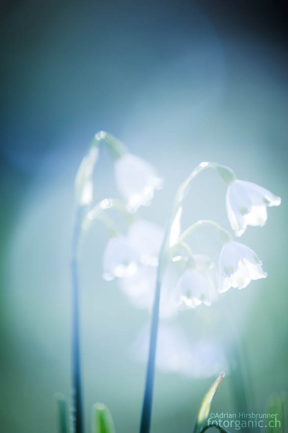 Sommer-Knotenblume, fotografiert mit viel Streulicht.