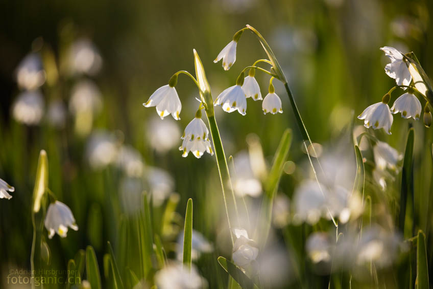 Seit über dreissig Jahren weiss ich wo sich der einzige Schweizer Standort der seltenen Sommer-Knotenblume befindet. Ich habe auch öfters daran gedacht ihn zu besuchen, allerdings befand ich mich nie zur Blütezeit in seiner Nähe.