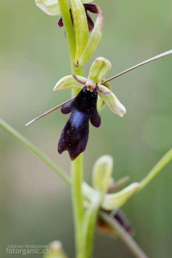 Bei Vallorbe finden sich neben der normalen Form auch besonders dunkle Varietäten der Ophrys insectifera