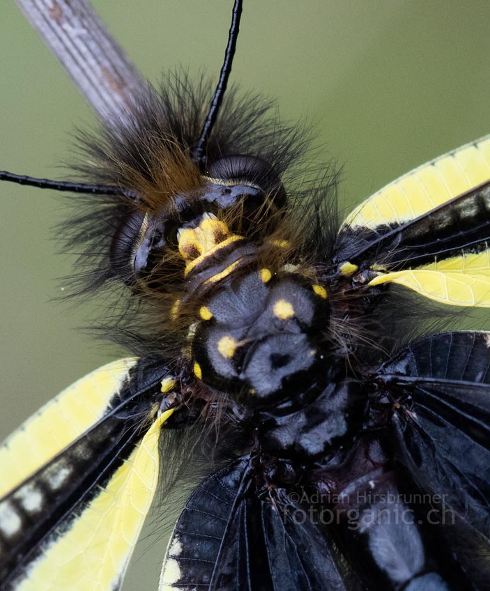 Makroaufnahmen bringen manchmal erstaunliches zu Tage: So wie hier bei der Libellen-Schmetterlingshaft.