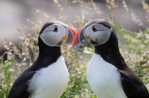 3-4 Millionen Papageientaucher brüten an Islands Küsten. Island ist wohl eines der geeignetsten Länder um Puffins zu beobachten.