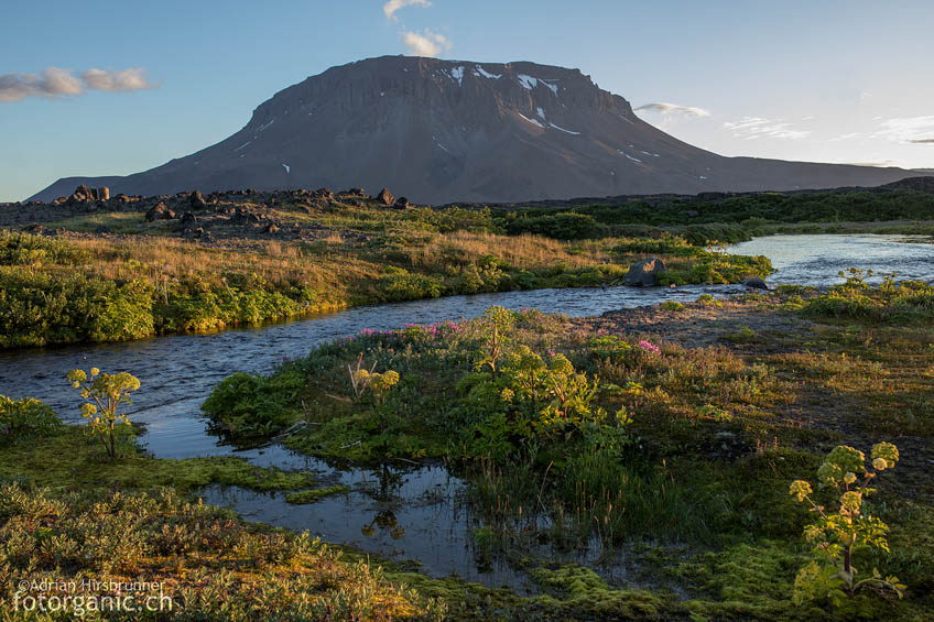 Der Tafelvulkan Herðubreið von der Oase Herðubreiðarlindir aus betrachtet.