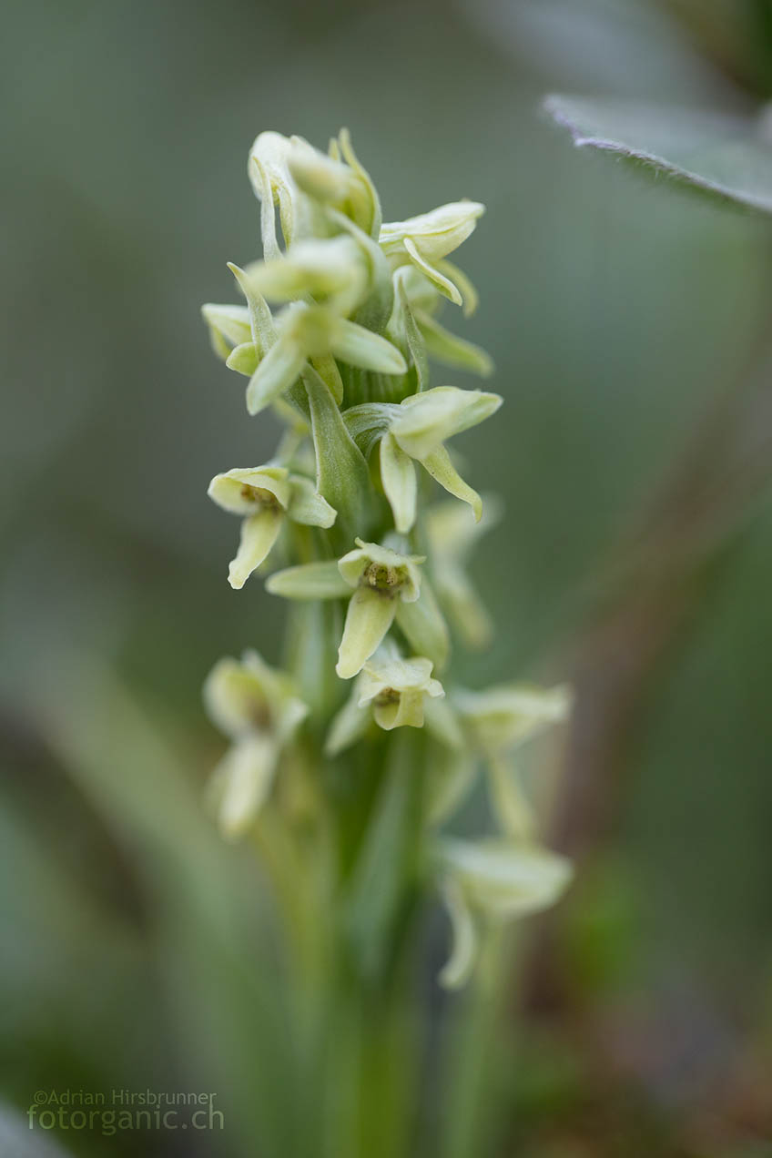 Diese Kleinorchidee wächst auch in der Oase Herðubreiðarlindir