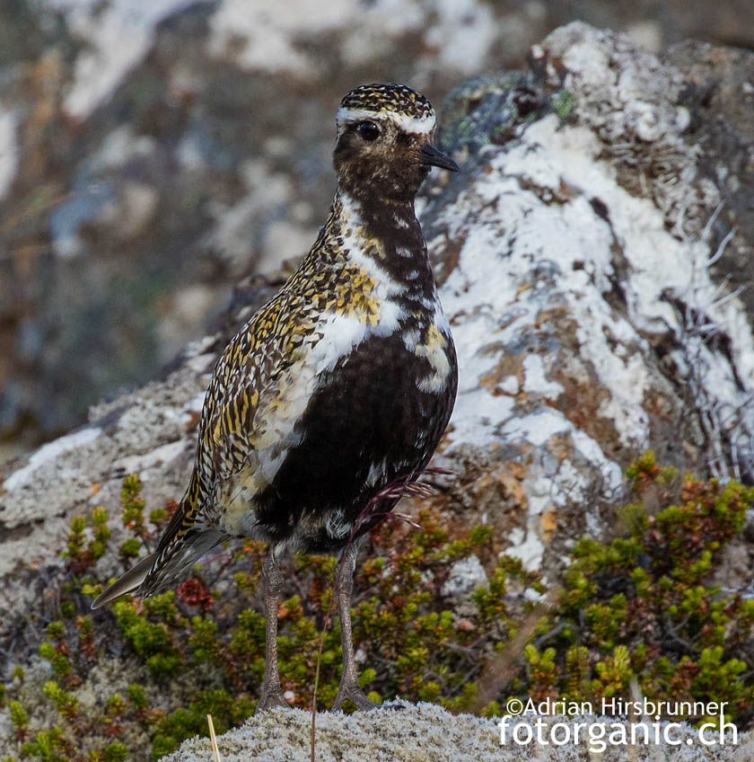 Der Goldregenpfeifer ist eine weitere Vogelart die wir in Herðubreiðarlindir entdecken können.