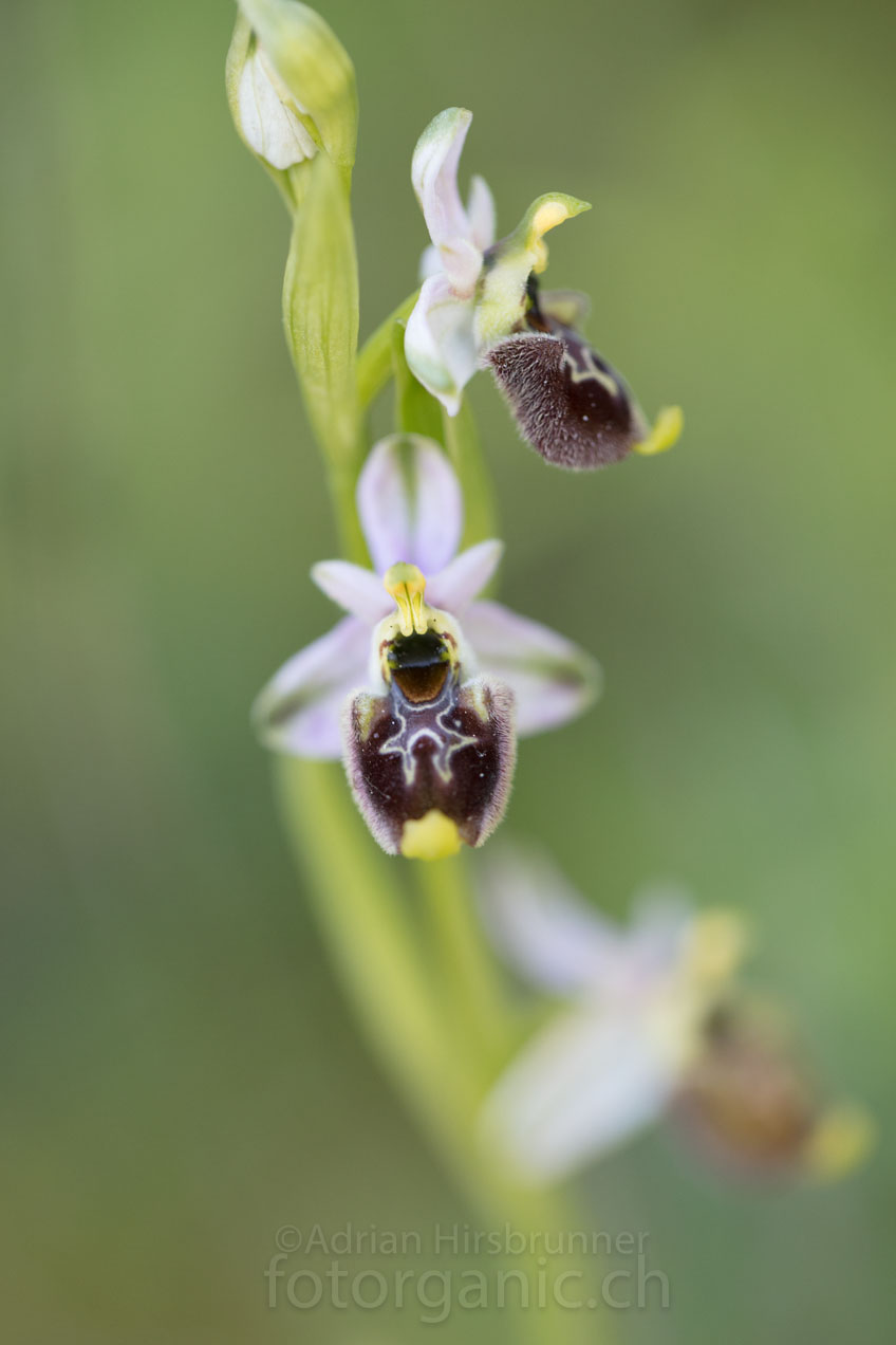 Annas Ragwurz (Ophrys annae) soll in Sardinien endemisch sein.