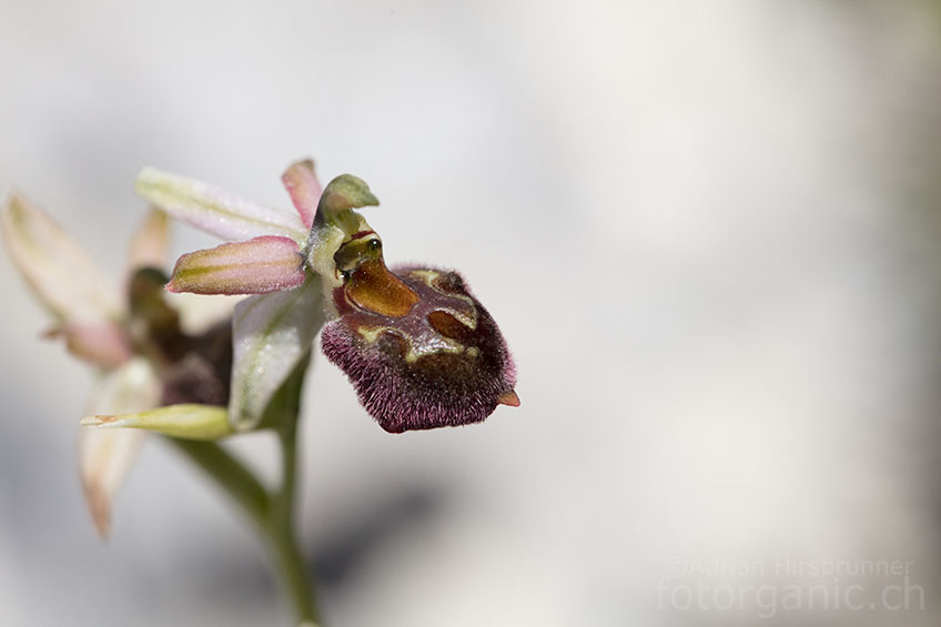 Ophrys morisii am Monte Albo