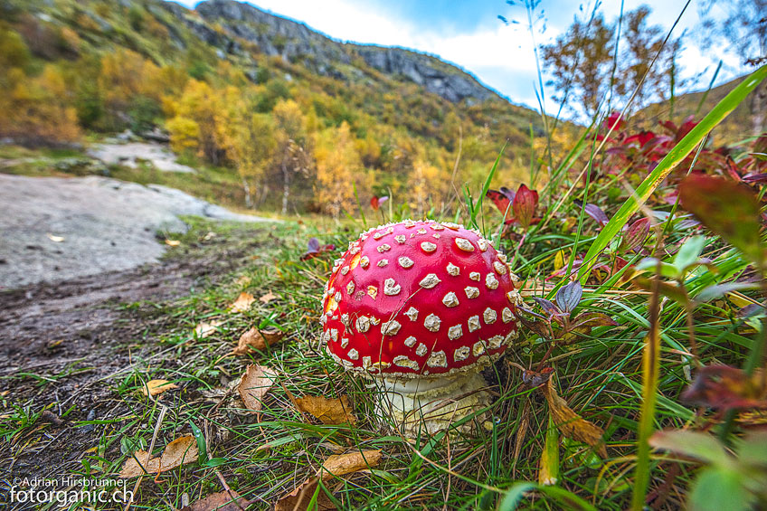 Beim Abstieg entdecken wir einen prächtigen Fliegenpilz.