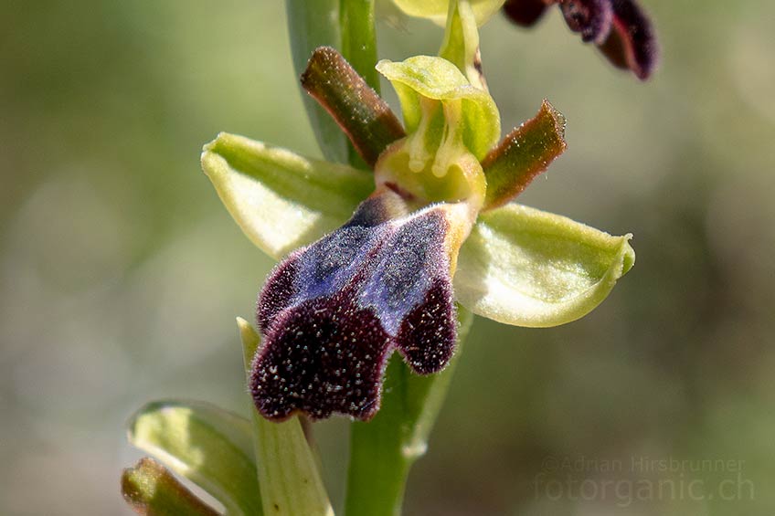 Ophrys attiavirios unterscheidet sich von Ophrys iricolor durch die spätere Blütezeit und durch die gelbe Lippenunterseite. Agios isidoros, 06.04.2018