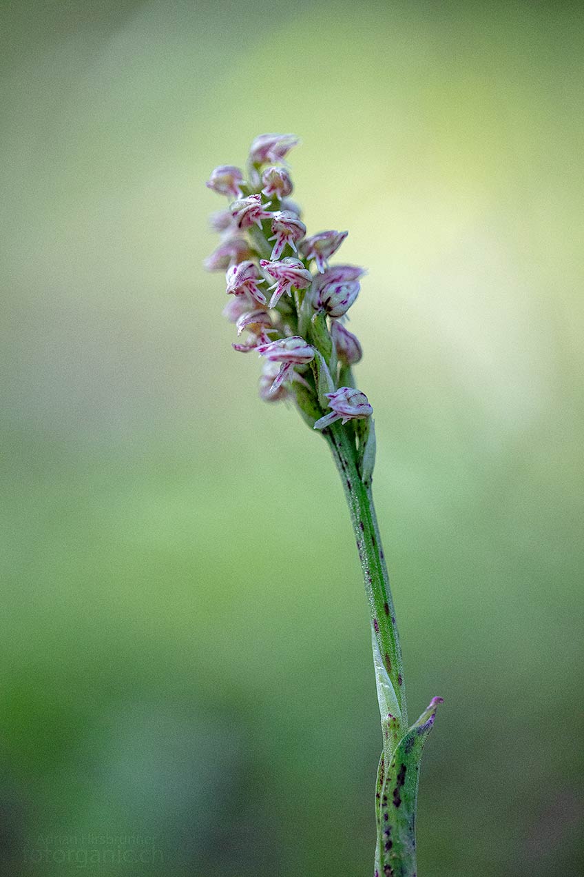 Neotinea maculata wächst stets im Schatten des Waldes. Profitis Ilias, 06.03.2018