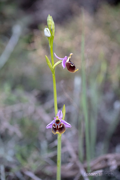 Hochwüchsige Ophrys episcopalis von Kolymbia