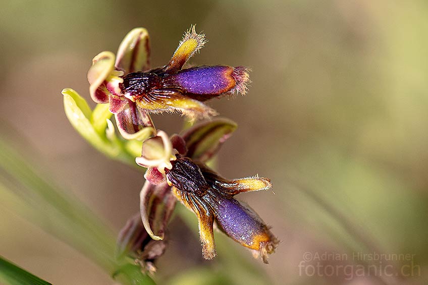 Ophrys regis-ferdinandii vom Agios isidoros, 04.04.2018