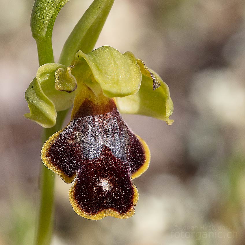 Von Ophrys bilitopertha konnten wir nur ein Exemplar finden. Plimmiri, 01.04.2018