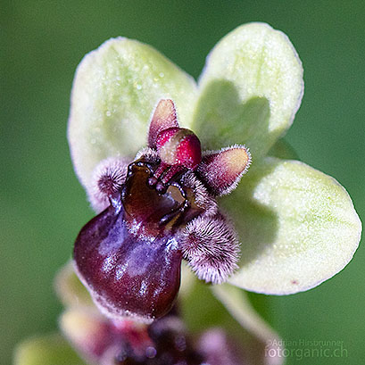 Ophrys bombyliflora ist in der Gattung Ophrys recht eigenständig. Ihre äussere Erscheinungsform ist wenig variabel. Die Art ist deshalb unverwechselbar.
