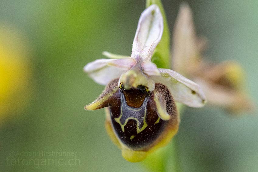 Ophrys heterochyla vom Profitis Ilias. 03.04.2018