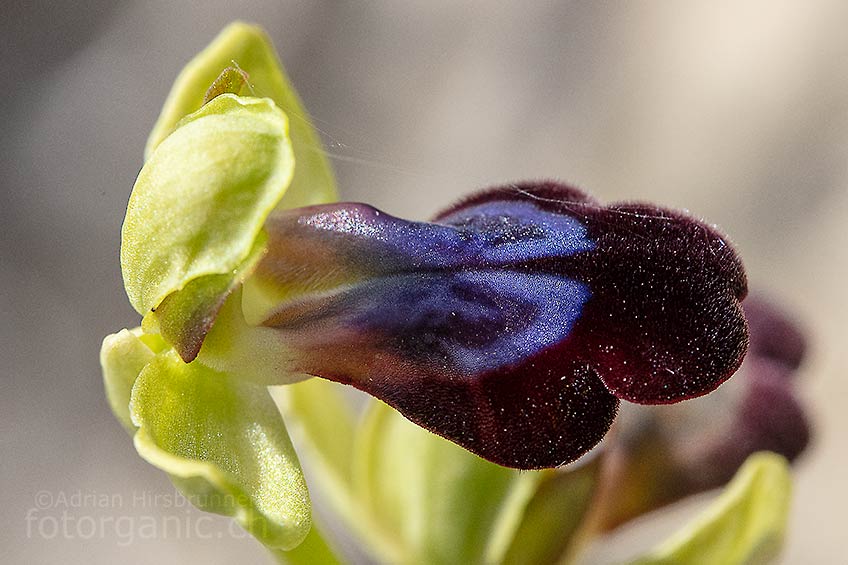 Durch ihre Blütengrösse und das Farbenspiel der Blütenlippe, ist Ophrys iricolor kaum zu übersehen. Mesanagros, 01.04.2018
